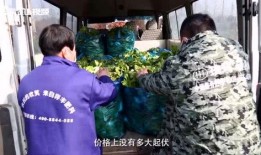 紫金山视频爆料最新,揭秘神秘事件背后真相！