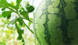 五一吃瓜最新爆料视频,视频爆料揭示惊人内幕