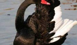 黑天鹅技能爆料最新版本,揭秘最新版本神秘爆料