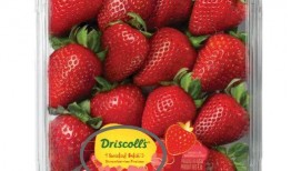 最新爆料草莓图片大全